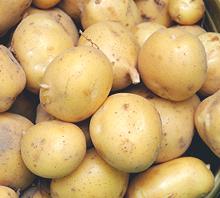 Round White Potatoes