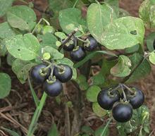 Garden Huckleberry plant with ripe fruit