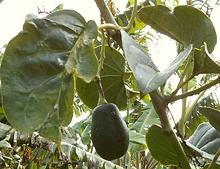 Sibundoyense Fruit on Plant