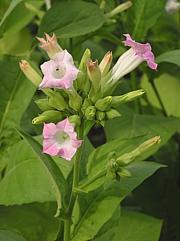 Flowering Tobacco Plant