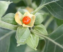 Ashwagandha Fruits on Plant