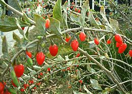 Branch of Wolfberries