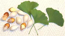 Ginkgo Nuts/Leaves