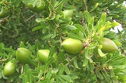 Argan Fruit on Tree