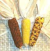 Cobs of Corn