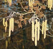 Alder Catkins and Cones on Tree