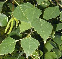 Birch Leaves with Cantkins on Tree