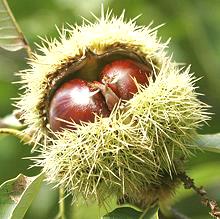 Chestnuts Fruit opening to show Nuts