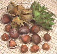 Hazelnuts, whole, shelled, and in husks