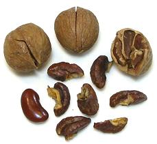 Chinese Hickory Nuts, whole and broken