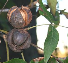 Shagbark Hickory Nuts on Tree