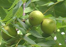 Black Walnut Fruits on Tree