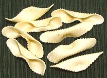 German Little Pockets Pasta 359