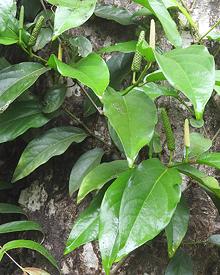 Thai Long Pepper Plant with Fruit