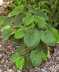 Growing Kava Plant