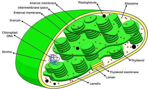 Plant Chloroplast Cell Structure