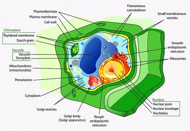 Plant Eukaryote Cell Structure