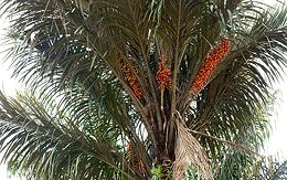 Awarra Palm in Fruit