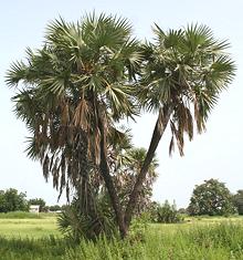 Live Doum Palm Trees