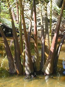 Nipa Palms growing in swamp
