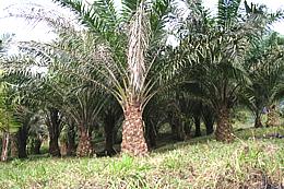Live Oil Palm Trees