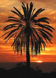 Palm Tree against Sunset
