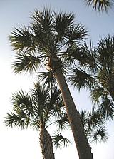 Live Palmetto Palm Trees