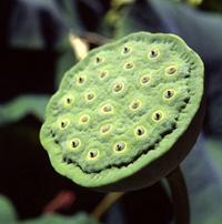 Lotus Seed Pod