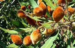 Bitter Almond Fruits on tree