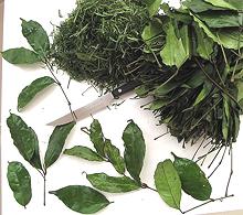 Gnetum Leaves, Whole and Chopped
