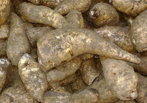 Arracacha Tubers in Colombian Market