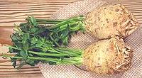 Celery Roots 07k