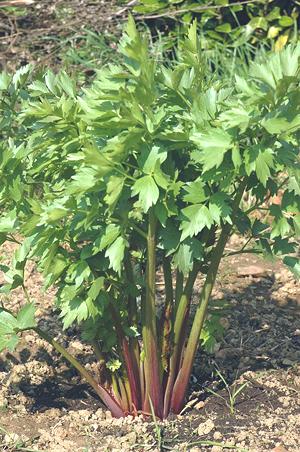 Growing Lovage Plant