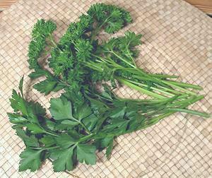 Fronds of Parsley