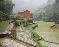 Rice Paddy in China