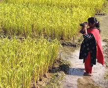 Woman Photographing Rice Paddy