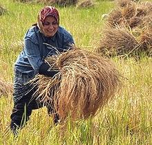 Woman Harvesting Rice