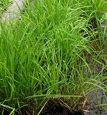 Rufipogan Rice Plants