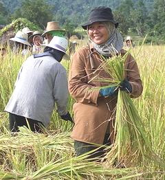 Thai Rice Field Workers