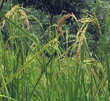 Upland Rice Grains