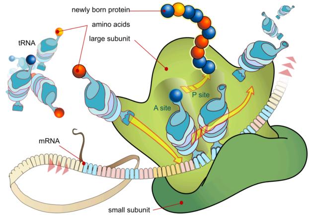 Ribosome Structure