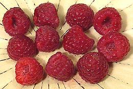 Red Raspberries on Dish