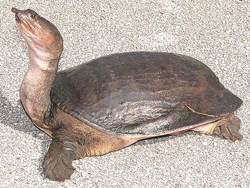 Live Soft Shell Turtle