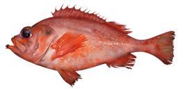 Whole Acadian Redfish 01e