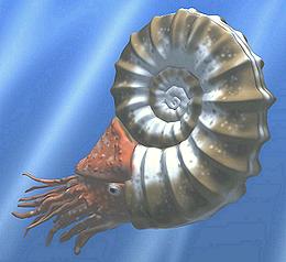 Rendering of an Amonite Cephalopod