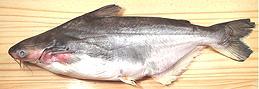 Whole Pangasius Catfish 04e