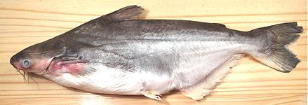 Whole Vietnamese Catfish