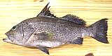 Sand Bass