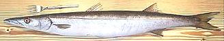 Fresh Fish