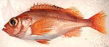 Beaked Redfish